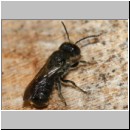 Heriades truncorum - Loecherbiene m09c 6mm.jpg